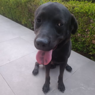 Buddy